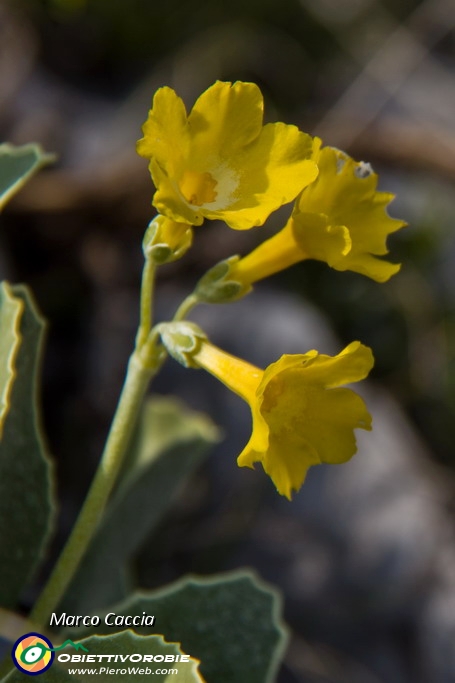 16_Primula Orecchia d'orso.JPG